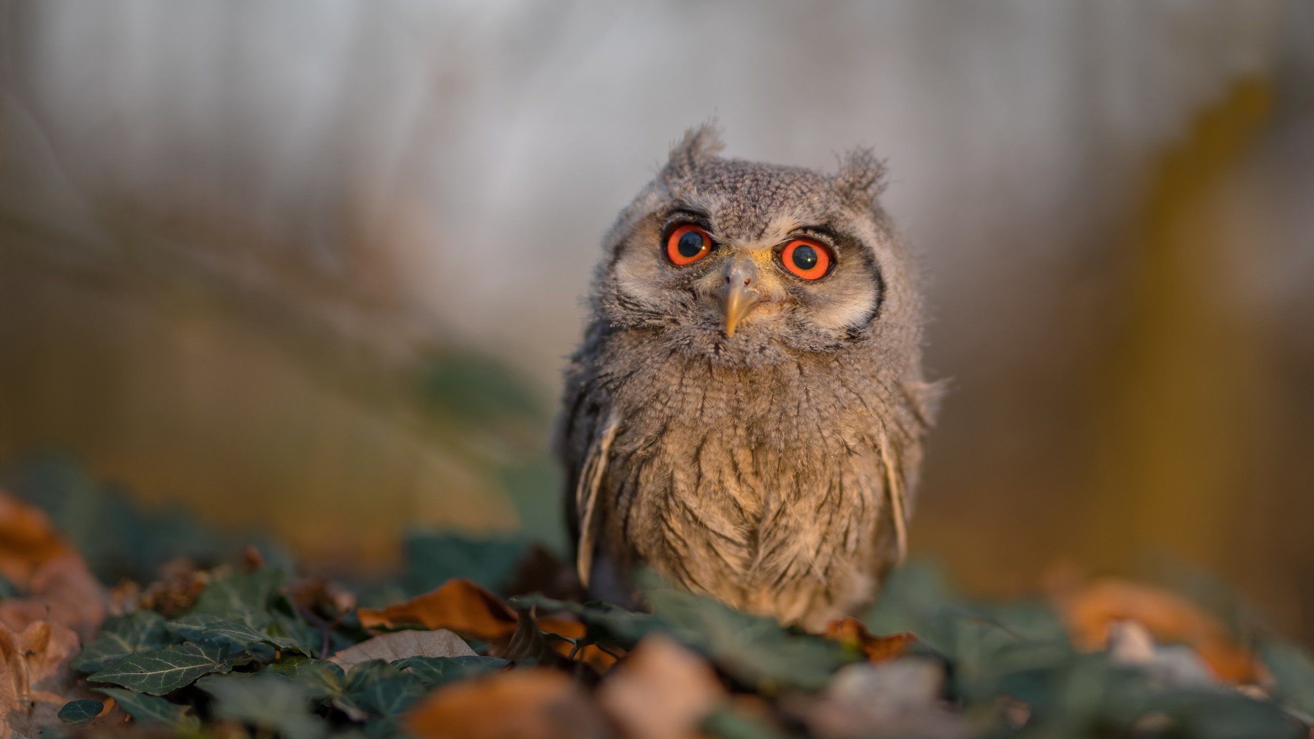 太阳焚尽魔术晋级,欧文掌舵季后赛,谁主沉浮的终极暗战