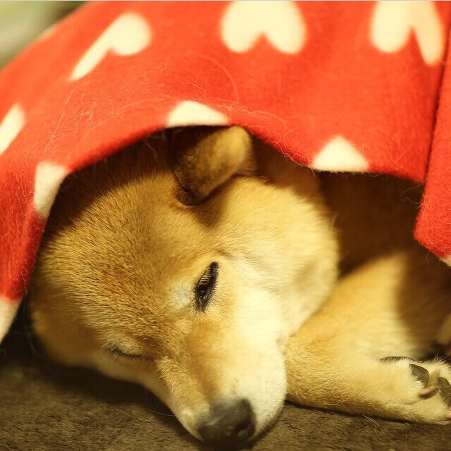 胜利之光,伊朗球队欧冠赛场力克毕尔巴鄂,穆勒关键爆发定乾坤