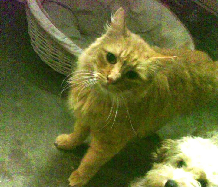 佩德里魔术!艺术足球碾压铁血防线,韩国队苦吞技术苦果