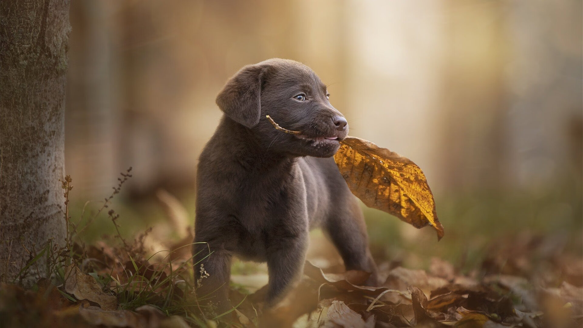 荣耀终归诺坎普,当足球王者在篮球圣殿加冕