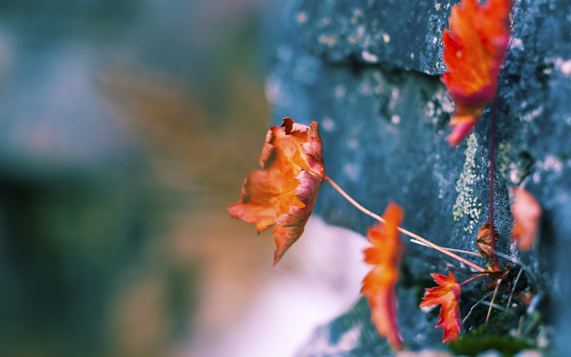 西亚卡姆肆虐防线显神威,北京队力挽狂澜终结快船