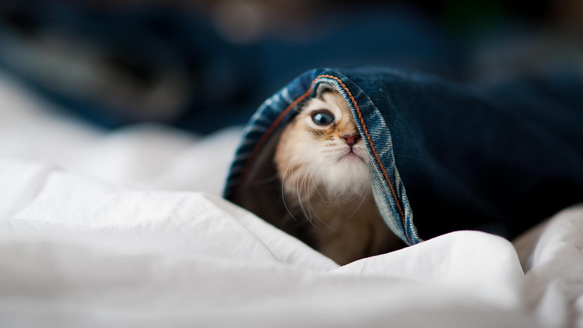 加维闪耀全场却难救主,牙买加狂风扫落叶般击败亚特兰大