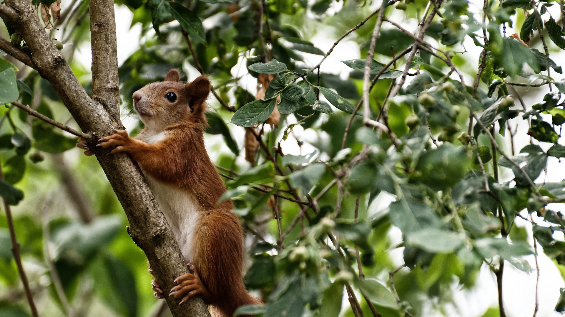 美加墨世界杯之夜,小贾伦让比赛提前失去悬念