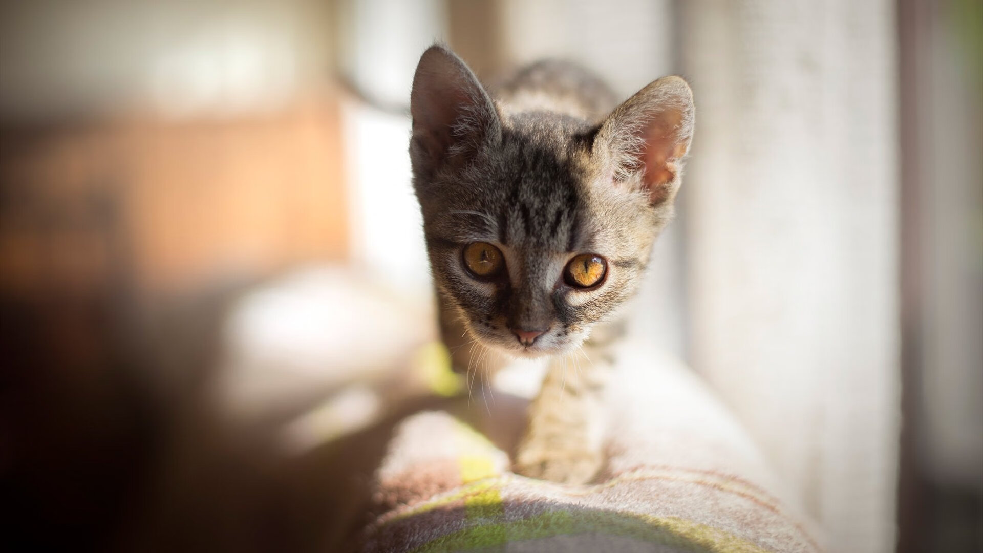 铁壁围城与利刃出鞘,凯尔特人战术铁幕下,哈利伯顿如何化身破局关键先生