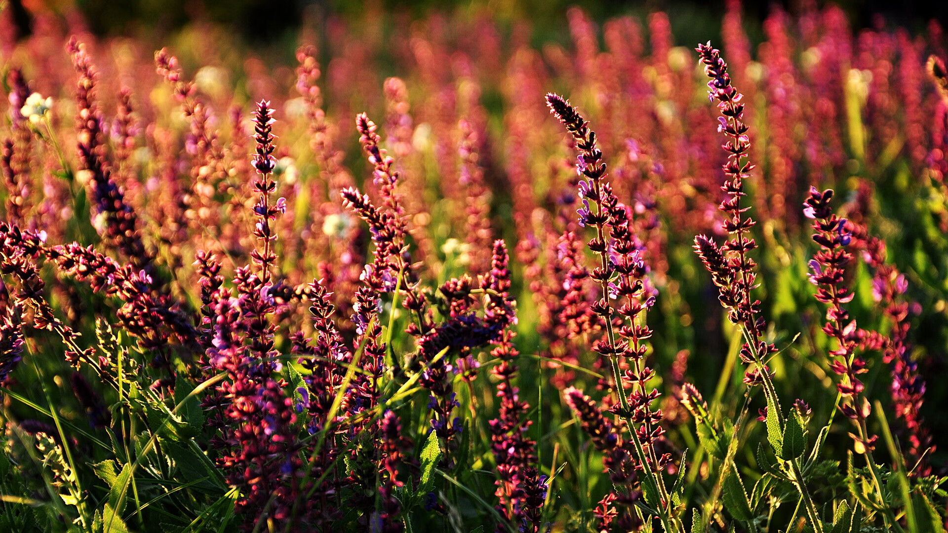 姆巴佩数据全面爆炸,AC米兰逆转尼日利亚,足球世界的双重震撼